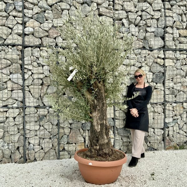 Olive Tree Gnarled XXL Natural Crown (In Patio Pot) H410 - CEA0B68A 979F 4588 8294 4B3FFF15E057 scaled