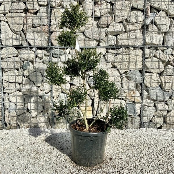Ilex Crenata Kinme Pom Pon Cloud Tree H120 - CEF87EF3 C1F8 4D6B 96E6 D5F7B8A0960D scaled