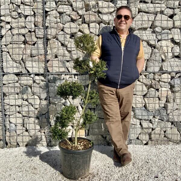 Ilex Crenata Kinme Pom Pon Cloud Tree H113