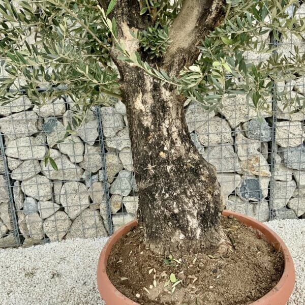 Olive Tree Gnarled XXL Natural Crown (In Patio Pot) H432 - CFB9FD7C 29FE 4331 8CEB 7D073CCE3AF3 1 105 c