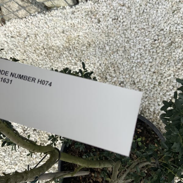 Ilex Crenata Kinme Pom Pon Cloud Tree H074 - D0555BD4 A49B 42A5 B0F9 10CCA214765D scaled