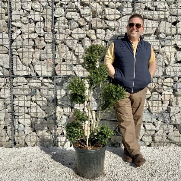 Ilex Crenata Kinme Pom Pon Cloud Tree H104