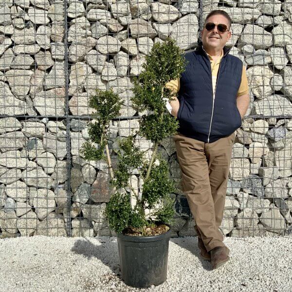 Ilex Crenata Kinme Pom Pon Cloud Tree H172 - D22B9F74 AFC0 414A BAC7 ED8C90DB4EEF scaled