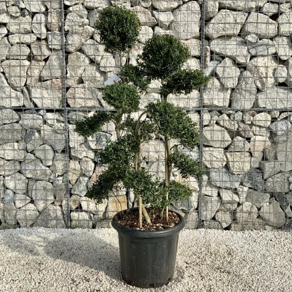 Ilex Crenata Kinme Cloud Tree H204 - D28171C6 7131 412B A558 63D6F83765D8 scaled