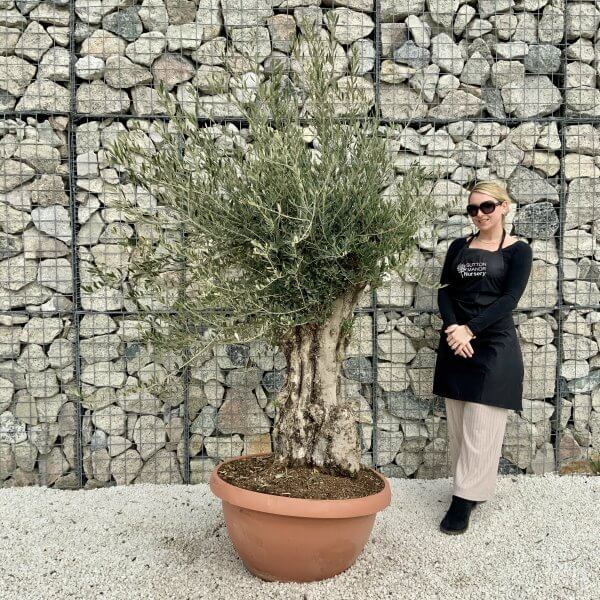 Olive Tree Gnarled XXL Natural Crown (In Patio Pot) H405 - D28D0F32 B667 4F7F 85AB BD059E5257EF scaled