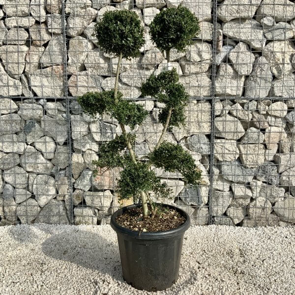 Ilex Crenata Kinme Cloud Tree H201 - D334208C 5E8D 49BC 9B6C EDC990DAF451 scaled