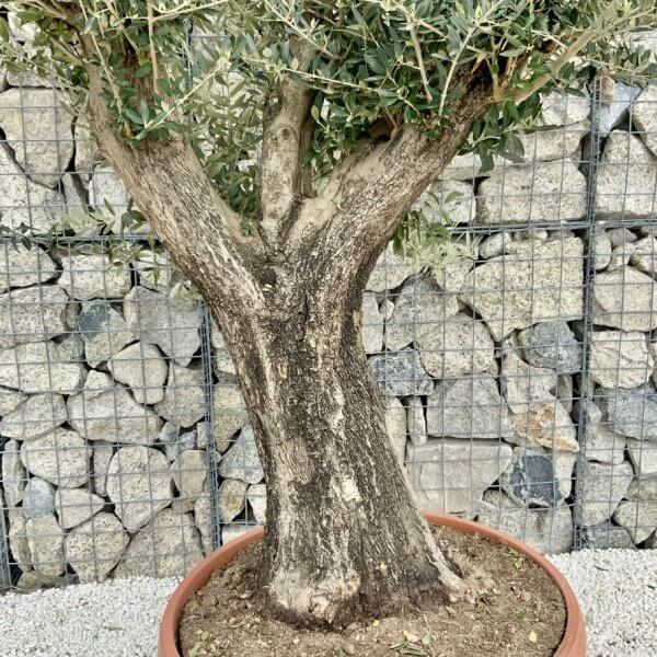 Olive Tree Gnarled XXL Natural Crown (In Patio Pot) H402 - D4582AE6 4CAD 4BBA 9030 635A3AF53336 1 105 c