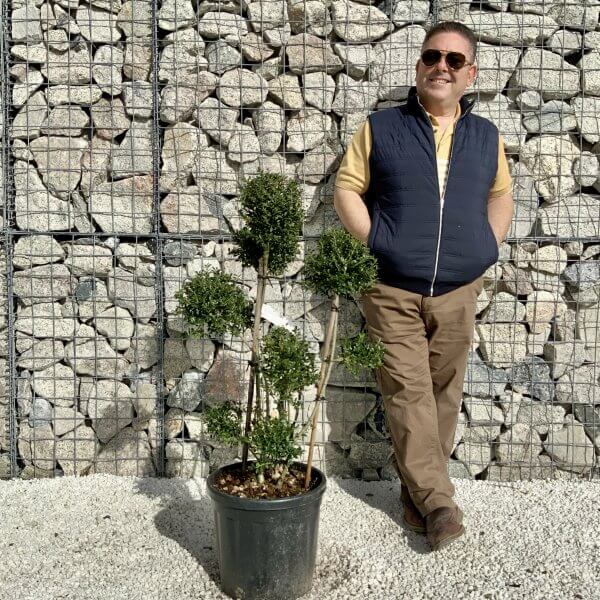 Ilex Crenata Kinme Pom Pon Cloud Tree H145 - D4BD8883 9DBF 4301 85A6 C80FC6889A2B scaled