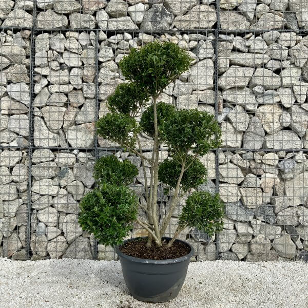 Ilex Maximowicziana Cloud Tree H037 - D4CD0DB7 A213 4405 9DE8 D41047A2A622 scaled