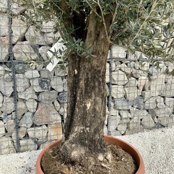 Olive Tree Gnarled XXL Natural Crown (In Patio Pot) H446 - D4E0AFFD F6D4 4AE9 A5CD B1BDEF50E954 1 105 c