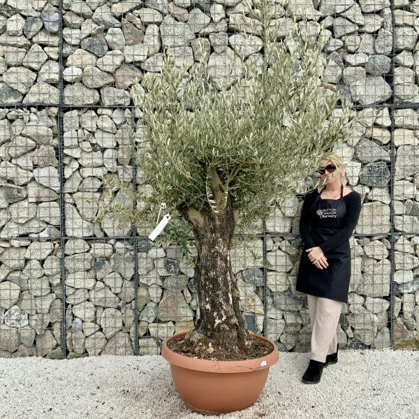 Olive Tree Gnarled XXL Natural Crown (In Patio Pot) H419 - D5199E1A 4DF2 4B97 BB25 3511B2719012 scaled