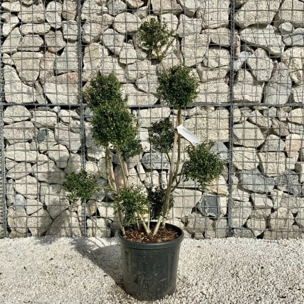Ilex Crenata Kinme Pom Pon Cloud Tree H141 - D52C00B6 046F 4A9C B762 34E8DE60D92F 1 105 c