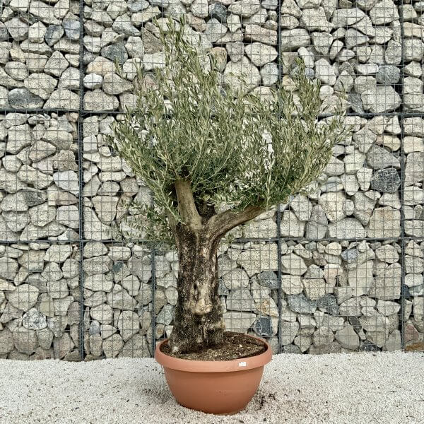 Olive Tree Gnarled XXL Natural Crown (In Patio Pot) H412 - D53E67A4 E54A 44F2 98A2 2467DFE5F684 scaled