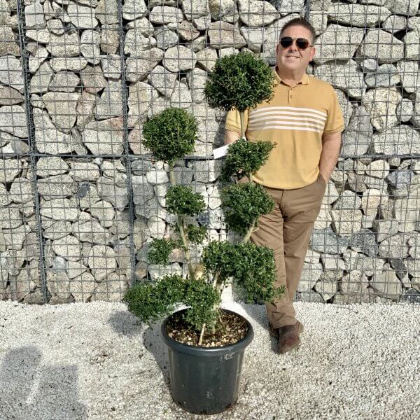 Ilex Crenata Kinme Cloud Tree H058
