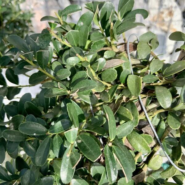 Ilex Crenata Kinme Pom Pon Cloud Tree H167 - D61F750D 0B07 42E5 A905 90FFBF54F1A2 scaled