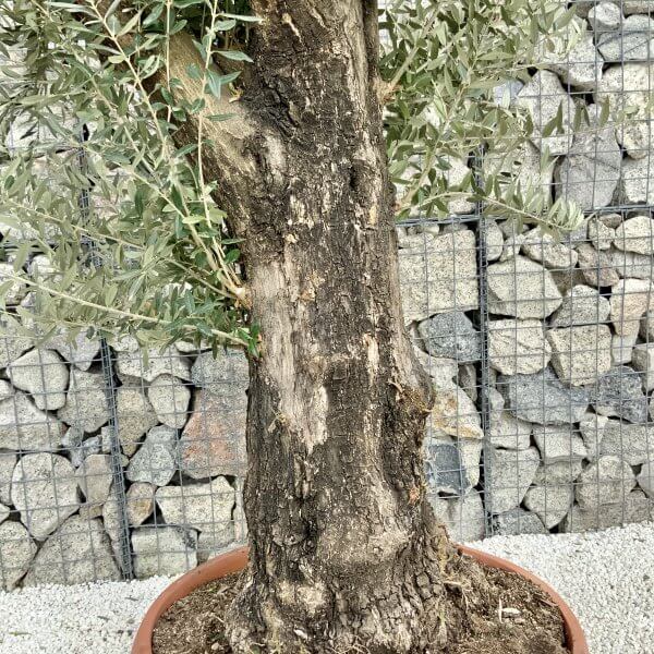 Olive Tree Gnarled XXL Natural Crown (In Patio Pot) H410 - D66461B0 06EE 4E64 8133 13BBFEDB709E scaled