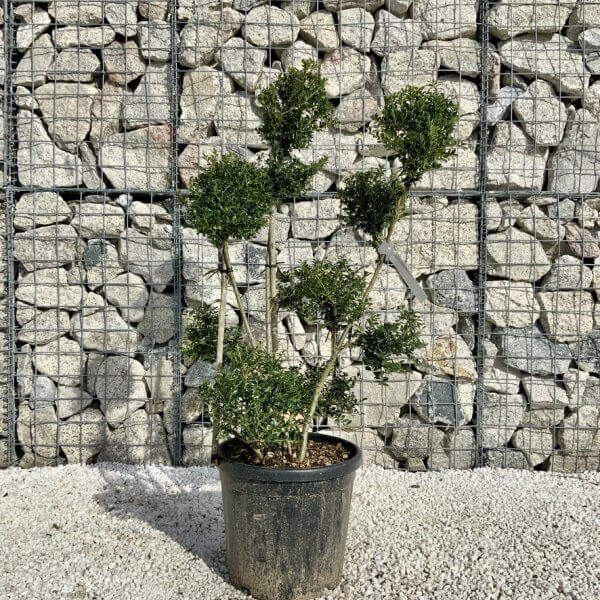 Ilex Crenata Kinme Pom Pon Cloud Tree H127 - D6730E32 1694 47AD 8CF1 908D13D8E2D0 1 105 c