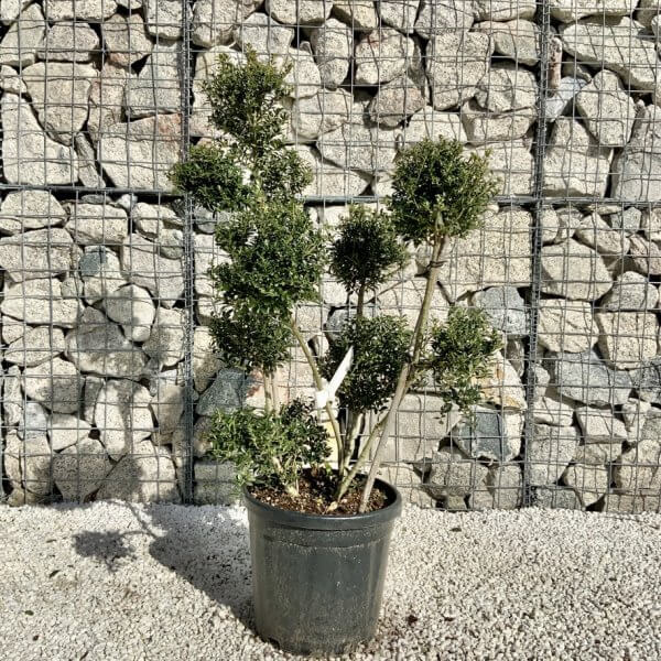 Ilex Crenata Kinme Pom Pon Cloud Tree H119 - D68A9A12 087A 4950 98E6 96EE23395AB6 1 105 c