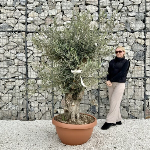 Olive Tree Gnarled XXL Natural Crown (In Patio Pot) H461 - D698856B D704 44C4 B0FF 17FEA7722792 1 105 c
