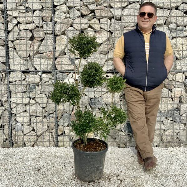 Ilex Crenata Kinme Pom Pon Cloud Tree H073