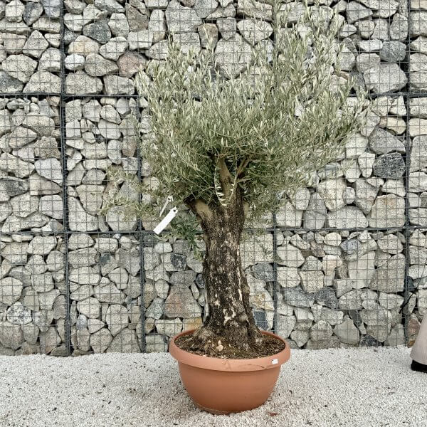 Olive Tree Gnarled XXL Natural Crown (In Patio Pot) H419 - D93CAD10 0EF5 4666 8717 C50557BC0DEE scaled