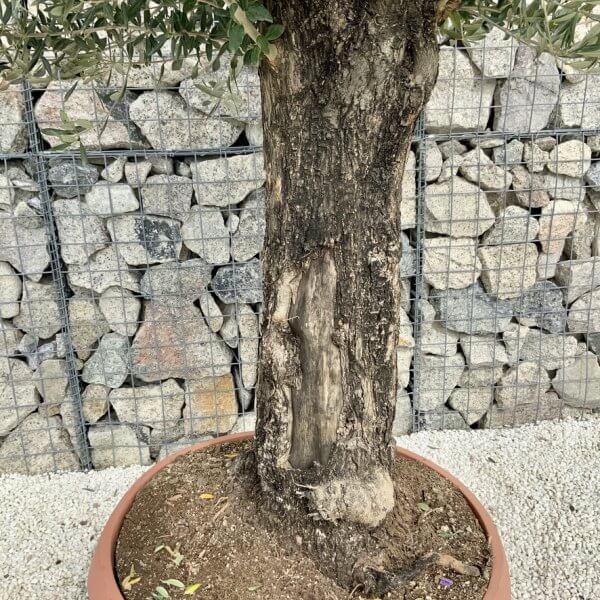 Olive Tree Gnarled XXL Natural Crown (In Patio Pot) H443 - DACDDF2E F149 4123 A41E E45AF94766A0 1 105 c