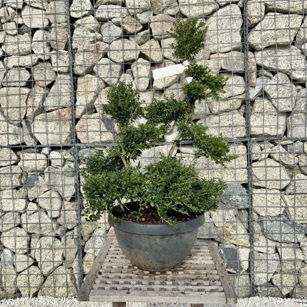 Ilex Crenata Kinme Cloud Tree H097 - DB021F52 CC69 4D2B 9C40 841E4C637BC1 scaled