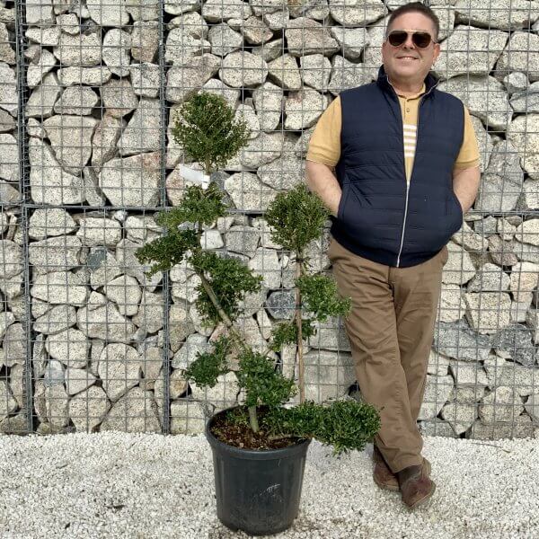 Ilex Crenata Kinme Cloud Tree H069 - DBB677CC 321A 4900 939E A6614BFA4A58 scaled