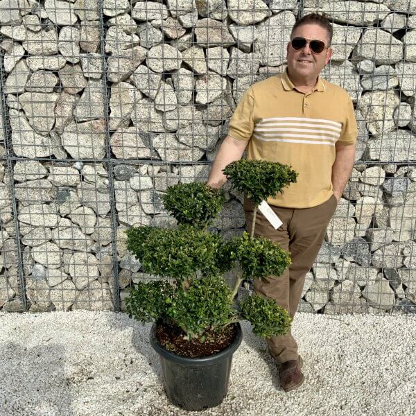 Ilex Maximowicziana Cloud Tree H050 - DC2A3040 E602 426A 81BB B5791218BC3F scaled