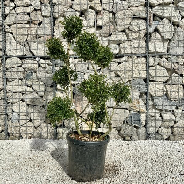 Ilex Crenata Kinme Pom Pon Cloud Tree H150 - DC46B3CF 9122 488C B28B 9B9ED3DEEEDC scaled