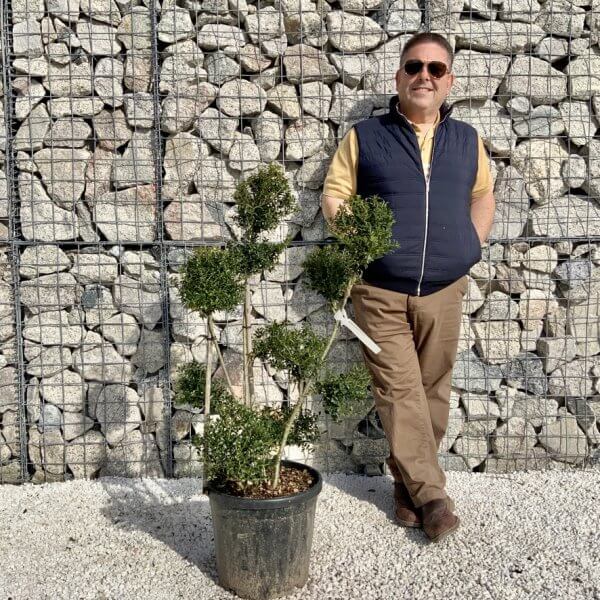 Ilex Crenata Kinme Pom Pon Cloud Tree H127 - DD2D67BA 8C15 4B6E BB12 57BBAD1654A0 1 105 c
