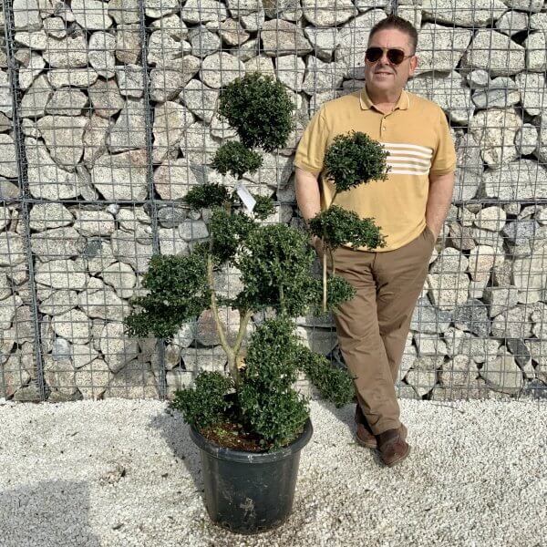 Ilex Crenata Kinme Cloud Tree H052 - DD8DE9E7 67C3 4A1B BAA4 51892BBF4C8F scaled