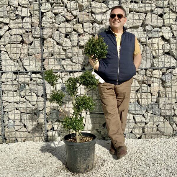 Ilex Crenata Kinme Pom Pon Cloud Tree H159
