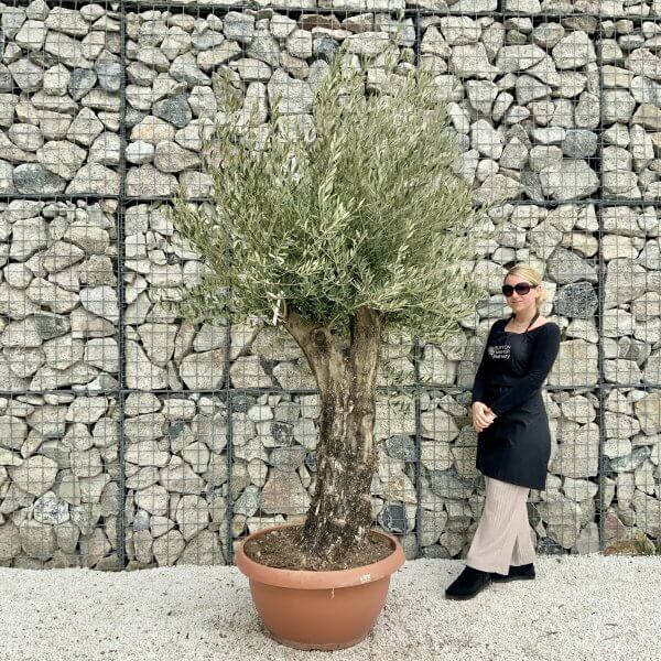 Olive Tree Gnarled XXL Natural Crown (In Patio Pot) H399 - DE9CC42E 302C 4475 90F1 68FE195FB3A2 scaled