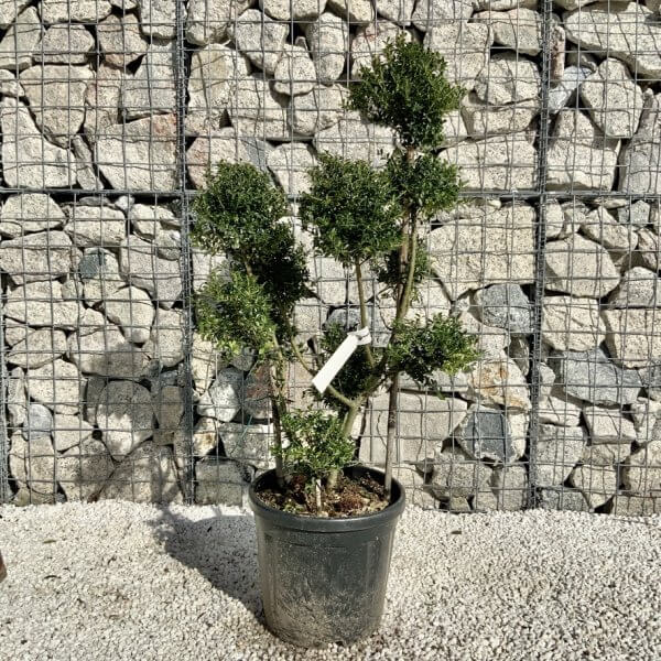 Ilex Crenata Kinme Pom Pon Cloud Tree H116 - DF53A663 FF75 4933 B8EB 0DD86B65FA10 1 105 c