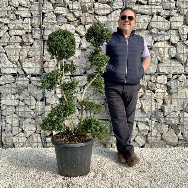 Ilex Crenata Kinme Cloud Tree H0176 - DFCF1902 6B65 42A5 9C6B BCF564DFB8BE scaled