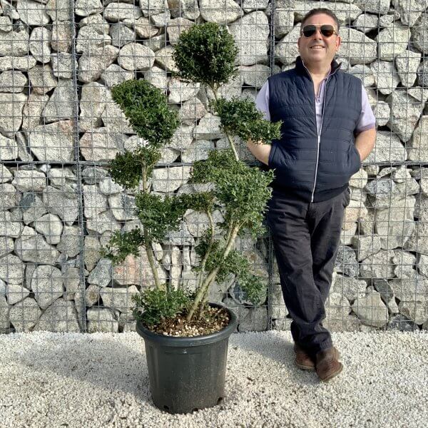 Ilex Crenata Kinme Cloud Tree H204 - E042E6B0 DF56 47F2 B52A 3158C5994F2D scaled