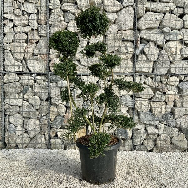 Ilex Crenata Kinme Cloud Tree H0187 - E0D774E8 F774 4979 8DC1 26B85DC8938D scaled