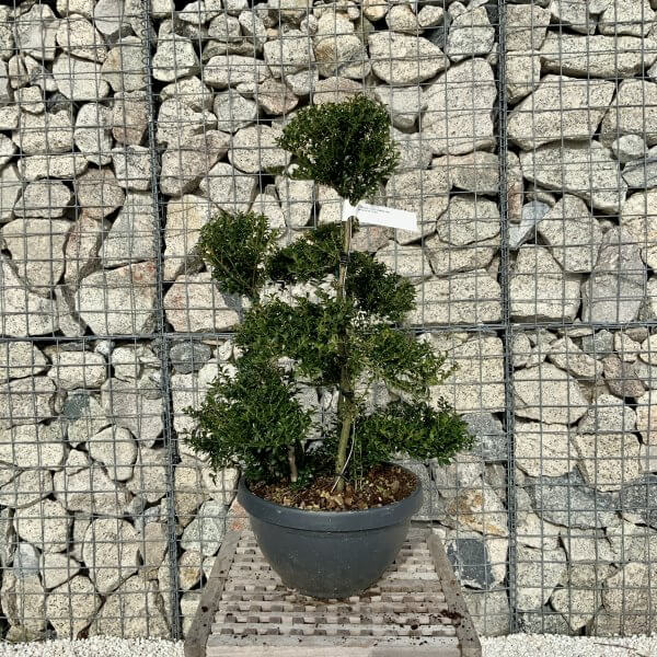Ilex Crenata Kinme Cloud Tree H091 - E1FB0F64 3AAE 4DC0 A28A FA76D4CD1CED scaled