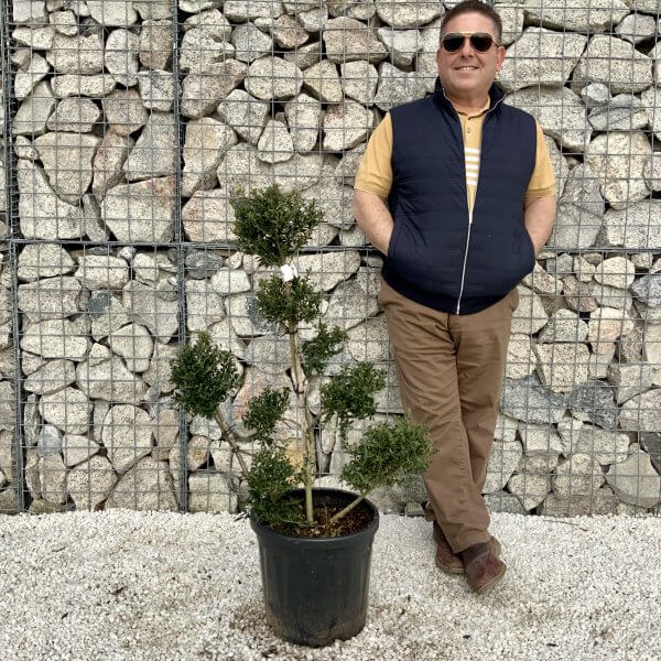Ilex Crenata Kinme Pom Pon Cloud Tree H070 - E235E3AC 93B2 434D BFDE 460763D4237B scaled