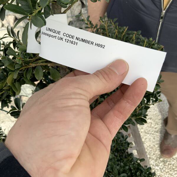 Ilex Crenata Kinme Cloud Tree H092 - E276C159 C240 445F B394 170B1951C6C5 scaled