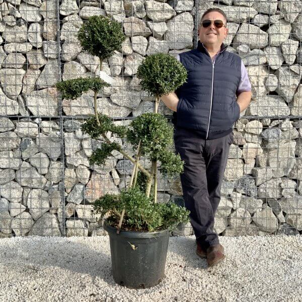 Ilex Crenata Kinme Cloud Tree H0188 - E2E186F4 B122 4913 949E C7D037EF1078 scaled