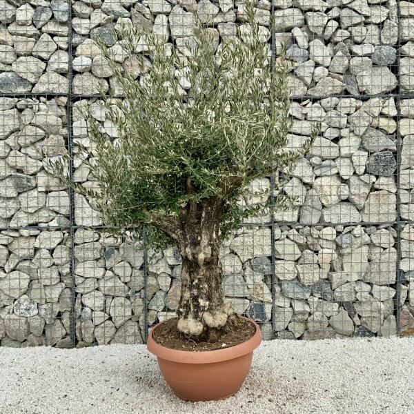 Olive Tree Gnarled XXL Natural Crown (In Patio Pot) H421 - E3286206 8BDB 4A8C 9B4A BE18F5D3D3DE scaled