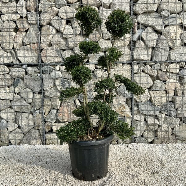 Ilex Crenata Kinme Cloud Tree H0181 - E4CE9B80 F5DF 4300 8BB1 DB34D6194E5C scaled