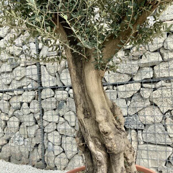 Olive Tree Gnarled XXL Natural Crown (In Patio Pot) H386 - E4DBD92F 86B1 42D3 9406 A2610B7983DE scaled