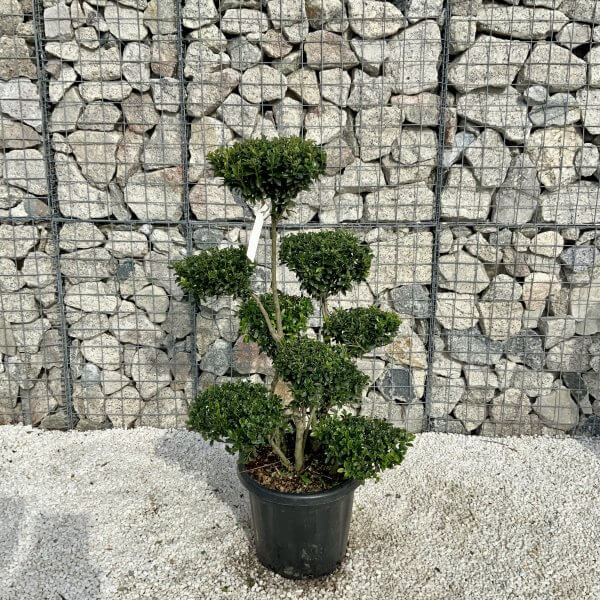 Ilex Maximowicziana Cloud Tree H042 - E4FD4023 CEAF 45BE 9F3D 64D5B93CAA15 scaled