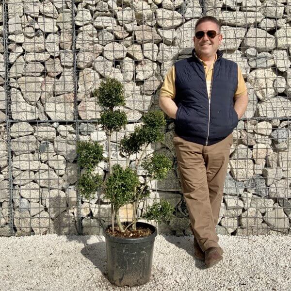 Ilex Crenata Kinme Pom Pon Cloud Tree H142 - E50C8D6F E1EE 44C3 82B2 53214CFF2482 1 105 c