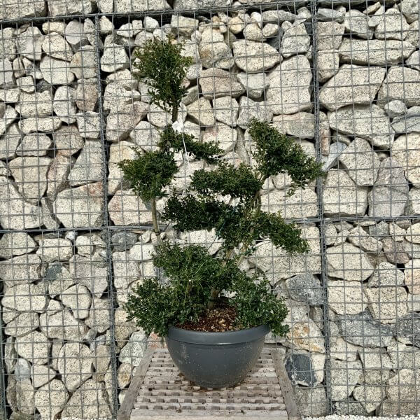 Ilex Crenata Kinme Cloud Tree H100 - E51713C6 A60A 40E7 AD63 C6CFE1EDEFAC scaled