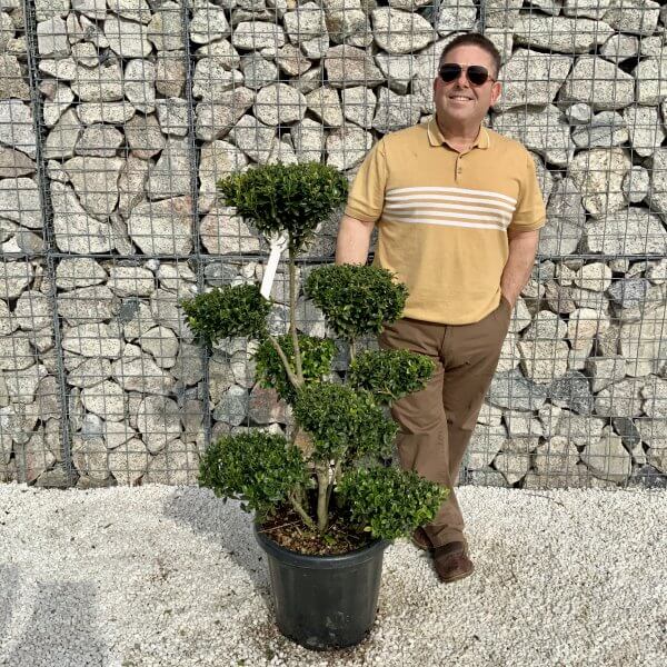 Ilex Maximowicziana Cloud Tree H042 - E533FE4C CE9F 4C1F 92A6 8BF52115024C scaled