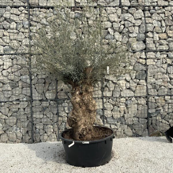 Gnarled Olive Tree XXL (Ancient) H374 - E5394B16 AAEE 4963 8354 D4664E0AC637 scaled